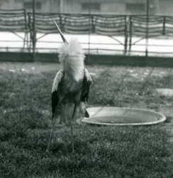 Bocian maguari wykonujący pokaz góra-dół, stojąc na trawie obok małego betonowego basenu, londyńskie zoo, lipiec 1925