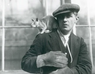 Madagaskarski szczur olbrzymi siedzi na ramieniu swojego opiekuna, londyńskie zoo, 1924
