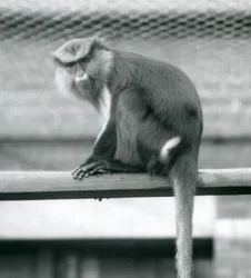Mona Monkey siedząca na poziomym słupie w swoim wybiegu w londyńskim zoo we wrześniu 1925 r.
