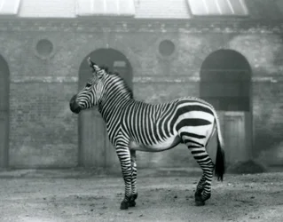 Zebra górska stojąca na wybiegu przed wysokimi drzwiami Giraffe House w londyńskim zoo w 1927 roku
