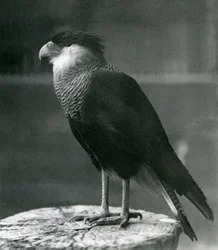 Karakara czubata północna w londyńskim zoo, przed 1930 r