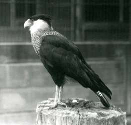 Karakara północna stojąca na pniu w londyńskim zoo, wrzesień 1925 r.