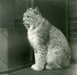 Ryś północny, londyńskie zoo, luty 1925