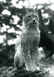Ryś północny siedzący w londyńskim zoo, lipiec 1925