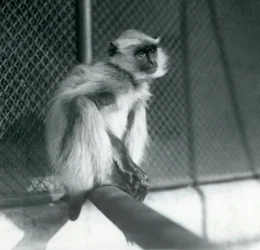 Northern Plains Grey Langur siedzący na grzędzie w swoim wybiegu w londyńskim zoo w 1928 r. (zdjęcie czarno-białe)