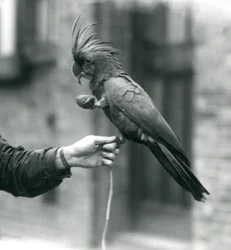 Kakadu palmowa chwytająca jedną nogą palec opiekuna i trzymająca drugą nogą przysmak w kształcie jajka, londyńskie zoo, wrzesień 1927