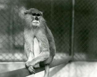 Małpa Patas/Wadi/Hussar siedząca na gałęzi w londyńskim zoo w 1928 r. (zdjęcie b/w)