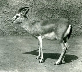 Gazela perska w londyńskim zoo w czerwcu 1925 r.