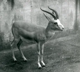 Gazela perska, dżejran lub gazela czarnoogonowa w londyńskim zoo, sierpień 1927