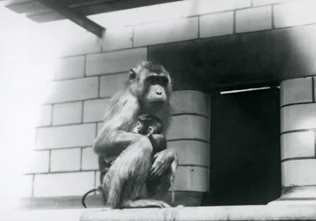 Makak świński trzymający swoje młode, siedząc na wyłożonym płytkami występie w swojej zagrodzie w londyńskim zoo w 1928 roku
