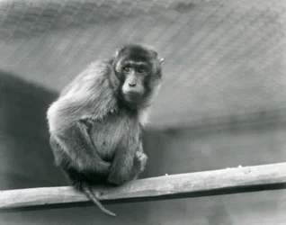 Makak świński siedzący na żerdzi w swoim wybiegu w londyńskim zoo