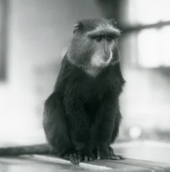 Małpa pluton lub niebieska małpa siedząca na ławce, londyńskie zoo