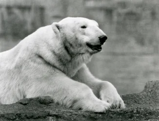 Niedźwiedź polarny odpoczywający na skalnej półce w londyńskim zoo w 1931 r. (zdjęcie czarno-białe)