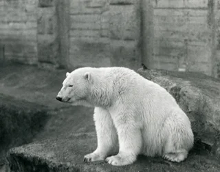 Niedźwiedź polarny siedzący na skalnej półce w londyńskim zoo we wrześniu 1927 r.