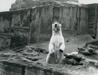 Niedźwiedź polarny siedzący w swoim wybiegu u podnóża tarasów Mappina w londyńskim zoo we wrześniu 1928 r. (zdjęcie czarno-białe)