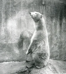 Niedźwiedź polarny siedzący na zadzie w londyńskim zoo w 1929 roku (zdjęcie czarno-białe)