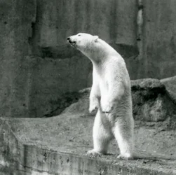 Niedźwiedź polarny stojący wyprostowany na tylnych łapach przy krawędzi swojego wybiegu na Mappin Terraces w londyńskim zoo