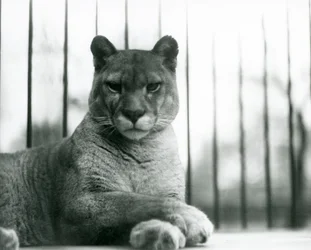 Puma/Cougar/Mountain Lion/Catamount odpoczywająca w londyńskim zoo w 1931 r. (zdjęcie czarno-białe)