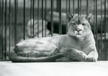 PumaCougarMountain Lion leżący na wybiegu w londyńskim zoo w czerwcu 1925 r.