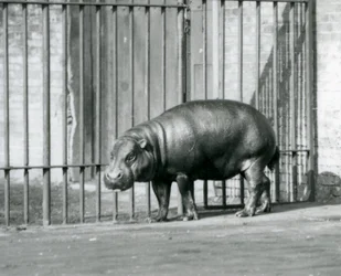 Hipopotam pigmejski w londyńskim zoo w 1927 roku