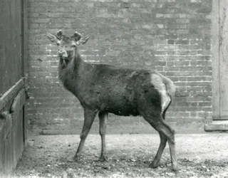 Jeleń szlachetny z rosnącym porożem, zoo w Londynie, sierpień 1928