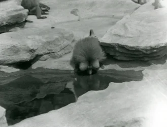 Święty Pawian pijący z basenu wśród skał „Monkey Hill”, londyńskie zoo