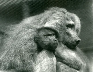 Święty pawian z młodymi w londyńskim zoo, lipiec 1924