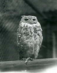 Puchacz faraona Savingys odpoczywający na gałęzi w londyńskim zoo, wrzesień 1925