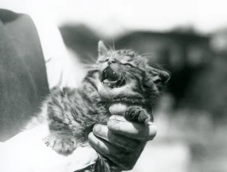 Szkocki kociak Wildcat trzymany w rękach swojego opiekuna, London Zoo