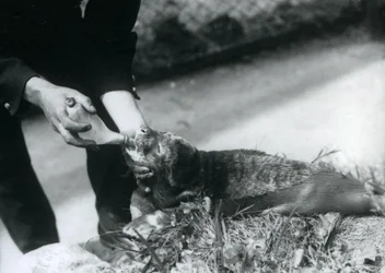 Szczenię foki karmione butelką przez swojego opiekuna, londyńskie zoo, sierpień 1925 r.