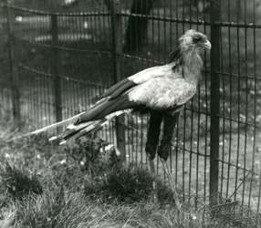 Ptak sekretarz w londyńskim zoo we wrześniu 1923 r.