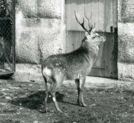 SikaJapaneseSpotted Jeleń stojący na swoim wybiegu w londyńskim zoo, sierpień 1927 r.