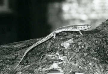 Scynk odpoczywający na kłodzie w londyńskim zoo w 1929