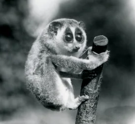 Slender Loris trzymająca się końca gałęzi, londyńskie zoo, sierpień 1926