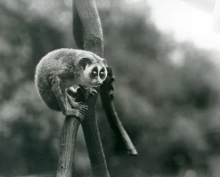 Loris smukły spoglądający z gałęzi, londyńskie zoo, sierpień 1926