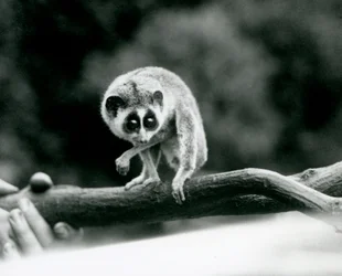 Slender Loris spoglądająca w dół z gałęzi trzymanej w rękach opiekunów, londyńskie zoo, sierpień 1926