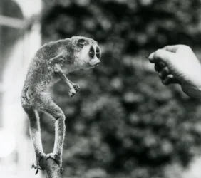 Smukły Loris stojący wyprostowany na gałęzi, patrzący na rękę opiekuna, gdy podaje się mu mącznika, Londyńskie Zoo, sierpień 1926