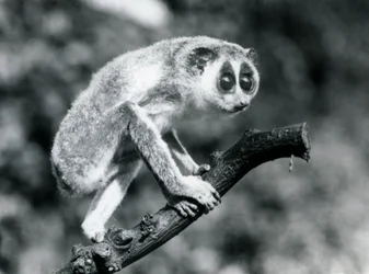 Smukły Loris chodzący po gałęzi, londyńskie zoo, sierpień 1926 r.