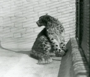 Snow Leopard siedzący na podłodze w londyńskim zoo