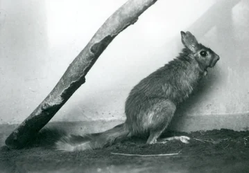 Południowoafrykański SpringhareCape Jumping Hare siedzący pod gałęzią w swoim wybiegu, londyńskie zoo, grudzień 1925