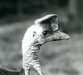 Kazuar południowy w londyńskim zoo, czerwiec 1925