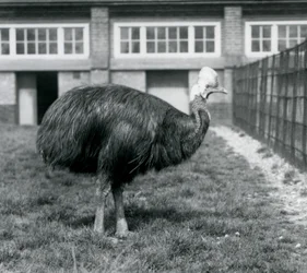 Kazuar południowy w londyńskim zoo w czerwcu 1925 r.