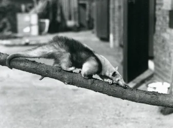 Południowy Tamandua / Mrówkojad obrożny / Mały mrówkojad, idący wzdłuż gałęzi w londyńskim zoo