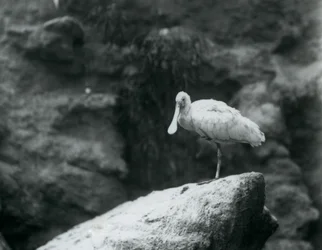 Warzęcha stojąca na skale w londyńskim zoo we wrześniu 1927 r.