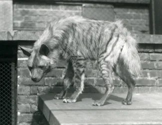 Hiena pręgowana stojąca na platformie w swoim wybiegu w londyńskim zoo, czerwiec 1925 r