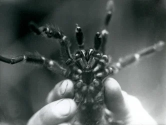 Tarantula trzymana w górze, aby pokazać kły od dołu, londyńskie zoo, październik 1925 r.