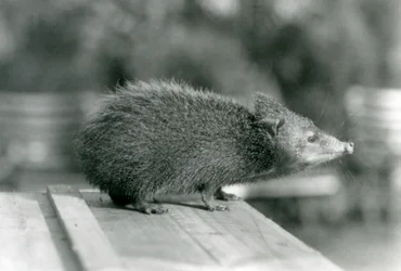 Tenrec w londyńskim zoo w 1929 roku (zdjęcie czarno-białe)