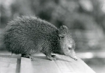 Tenrec w londyńskim zoo w 1929 roku (zdjęcie czarno-białe)