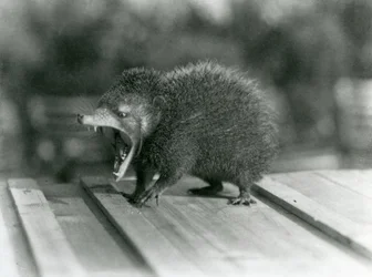 Tenrec z otwartymi ustami, ukazujący szerokie rozwarcie i ostre zęby, londyńskie zoo