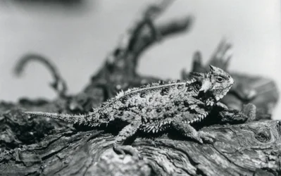 Texas Horned Lizard/Horntoad/Horned Toad/Horny Toad odpoczywający na kłodzie w londyńskim zoo we wrześniu 1928 r. (zdjęcie czarno-białe)